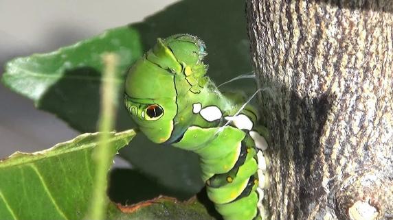 ［動画］サナギ用の糸の輪に体を通すナミアゲハの幼虫