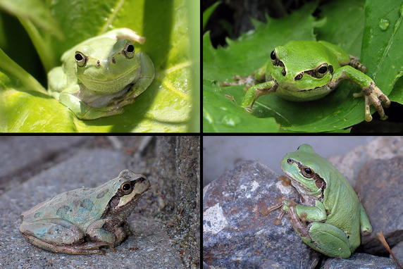 ヒガシニホンアマガエル命名