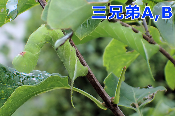 6匹確認シモフリ幼虫
