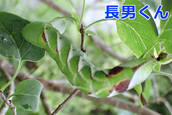 6匹確認シモフリ幼虫