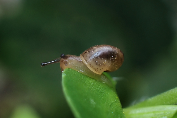 フタスジヒトリの幼虫入れ替わり