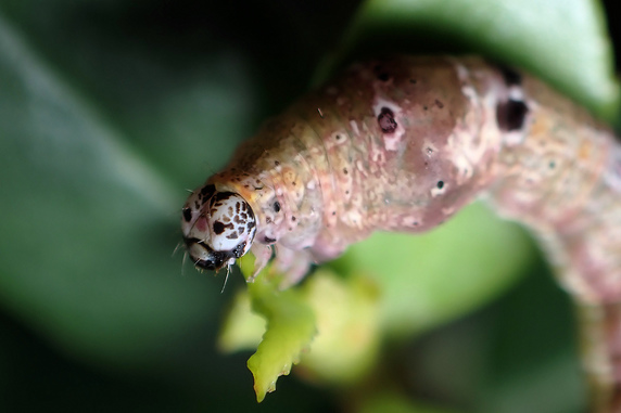 マエキオエダシャクの幼虫