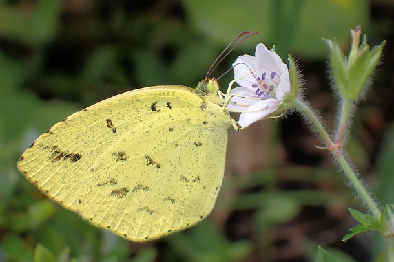 ゲンノショウコの蜜を吸うキチョウ