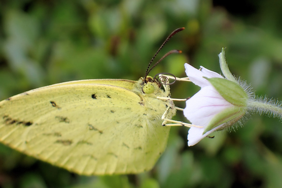 ゲンノショウコの蜜を吸うキチョウ
