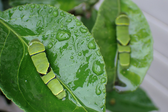 雨のナミアゲハ幼虫