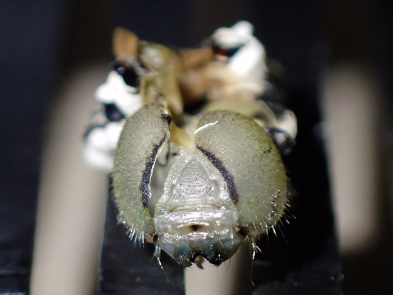 保護中のナミアゲハ幼虫がサナギになった