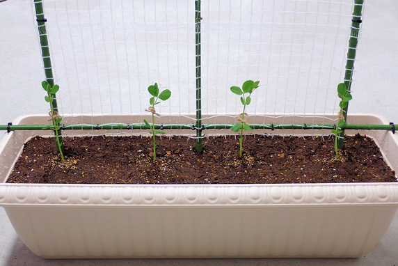 ミニトマト支柱構築とスナップエンドウ定植