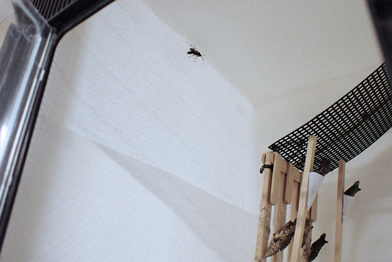 保護中の蛾のサナギから寄生蜂が羽化