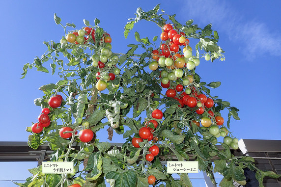 ミニトマトの収穫