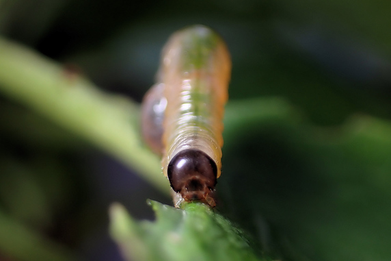 サクランボの葉を食べるハバチの幼虫
