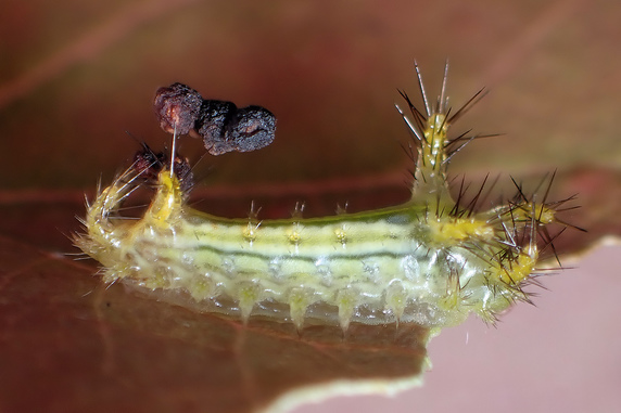 クロシタアオイラガの幼虫