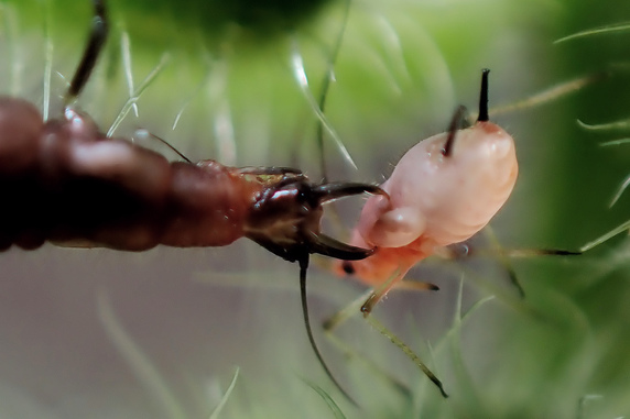 アブラムシを捕らえたクサカゲロウの幼虫 