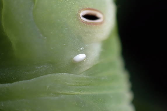 ヤドリバエに寄生されたシモフリスズメの幼虫