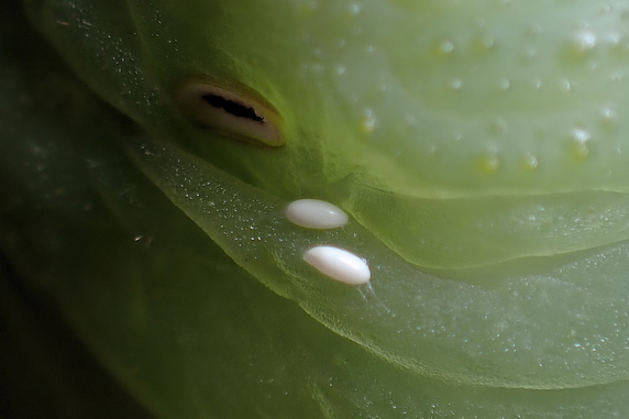 ヤドリバエに寄生されたシモフリスズメの幼虫