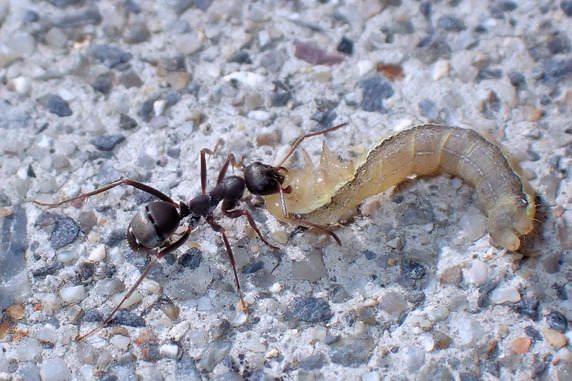 幼虫の亡骸を運ぶクロヤマアリ