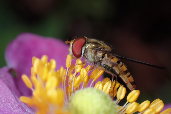 シュウメイギクの花粉を舐めるホソヒラタアブ