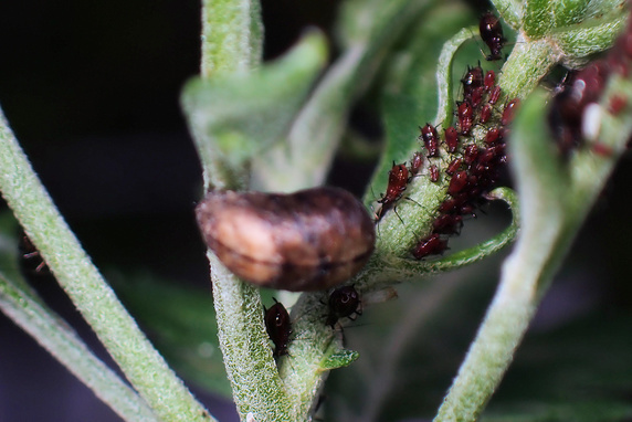 アブラムシを食べるナナホシテントウの幼虫