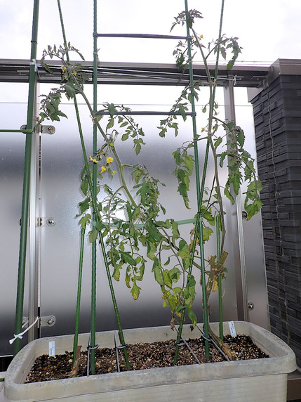脇芽生育実験中の中玉トマト