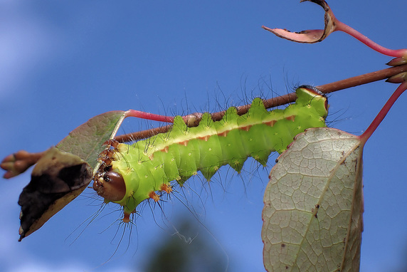 桂の葉を食べるオオミズアオの幼虫