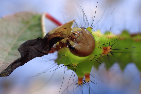 桂の葉を食べるオオミズアオの幼虫