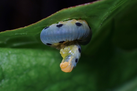 ハグロハバチの幼虫健在