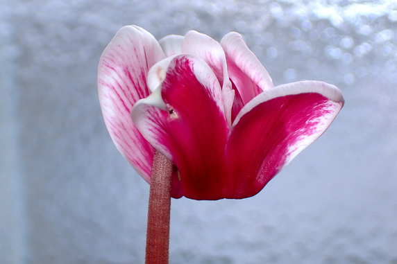 実生シクラメンの花の色の遺伝検証