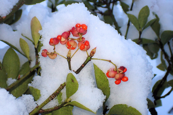 雪をかぶるマサキの赤い実