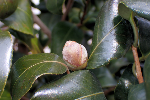 ツバキが初めて開花しそう