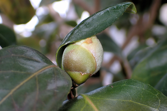 ツバキが初めて開花しそう