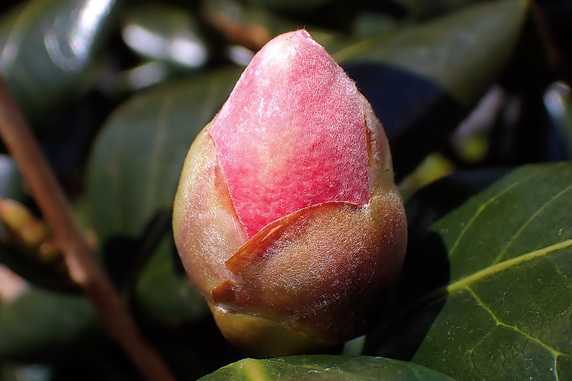 ツバキのつぼみが膨らむ