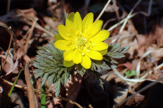もうすぐ花期を終える福寿草