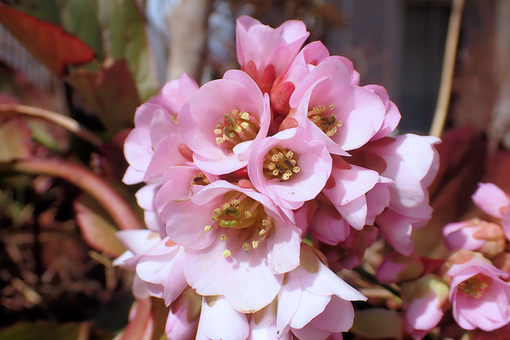 ヒマラヤユキノシタ開花