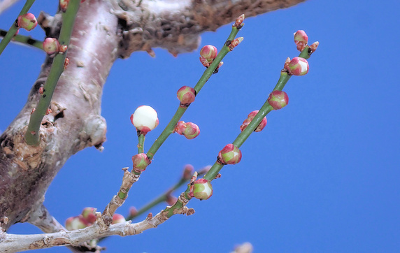 庭の小梅が開花