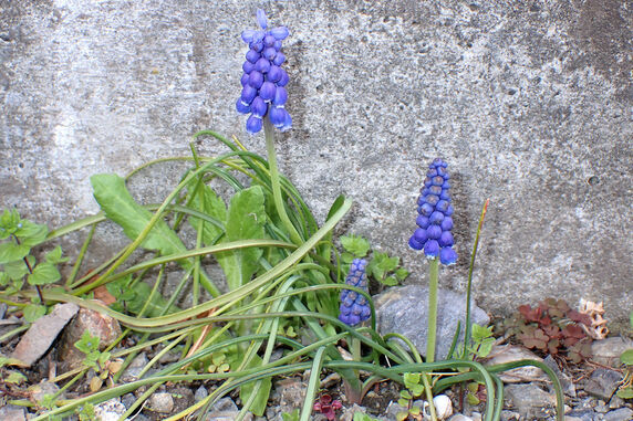 そこらのムスカリが開花