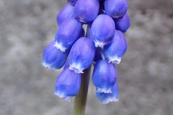 そこらのムスカリが開花