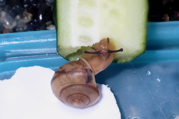 キュウリを食べるカタツムリ
