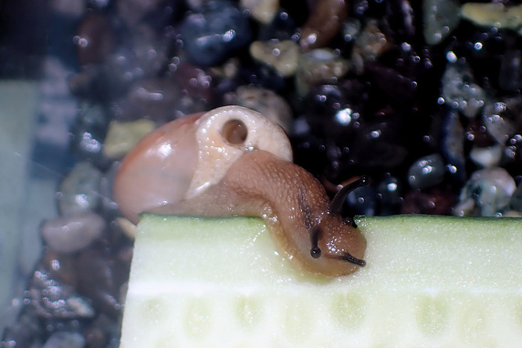 キュウリを食べるカタツムリ