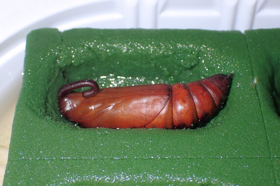 越冬サナギの生存を確認
