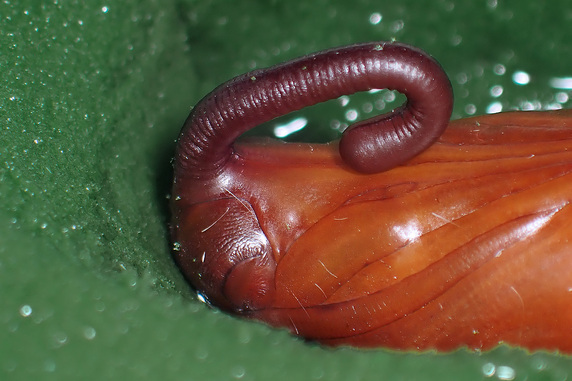 越冬サナギの生存を確認