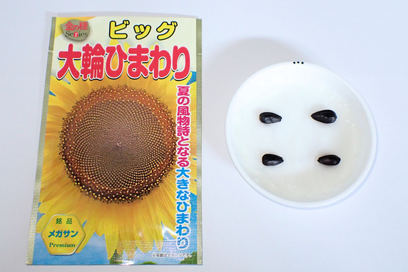 大輪ひまわり始動