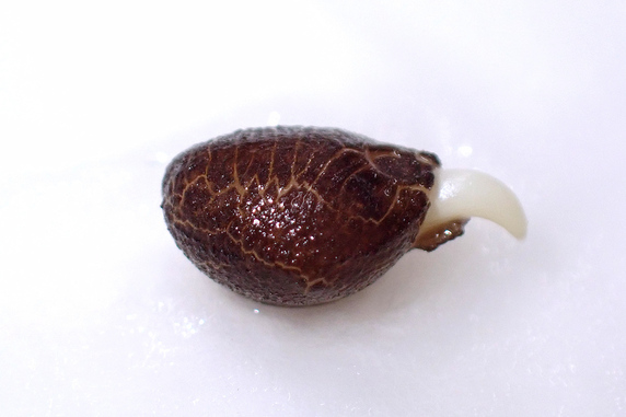 マルバアサガオが発根