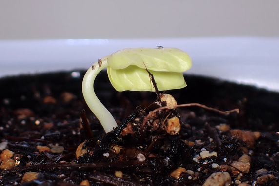 西洋朝顔ヴェニスピンク発芽