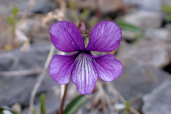 すみれの花咲く頃