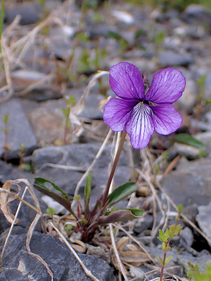 すみれの花咲く頃