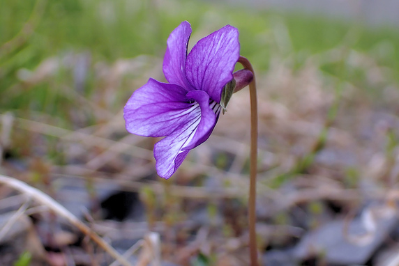 すみれの花咲く頃