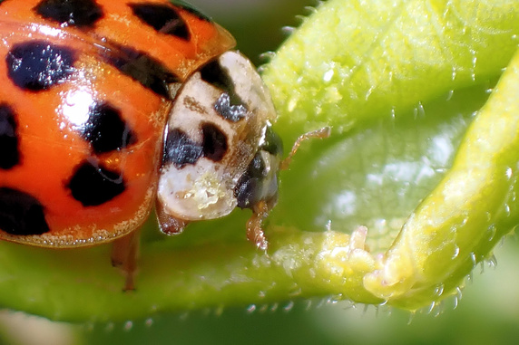 アブラムシを食べるナミテントウ