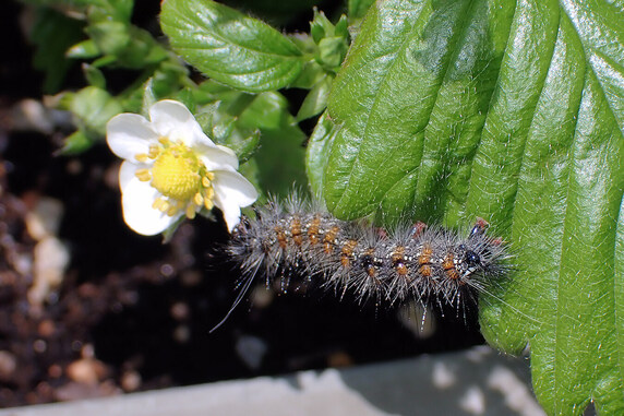 クワゴマダラヒトリの幼虫参上