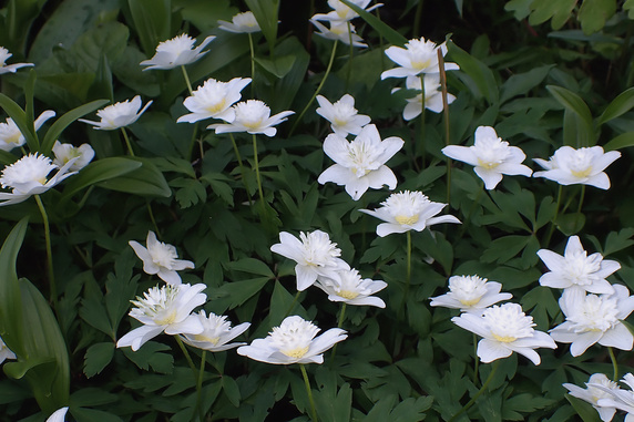 八重咲きイチリンソウ開花