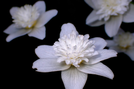 八重咲きイチリンソウ開花