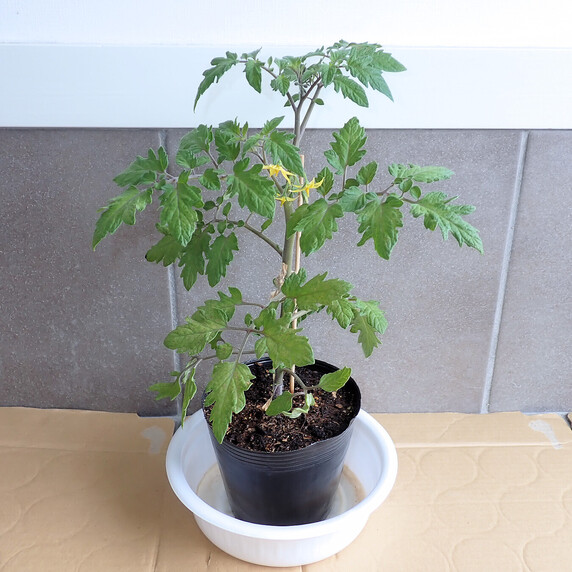 ミニトマト定植